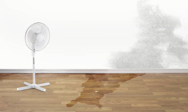 Best Mold removal after water damage  in Milford City, CT